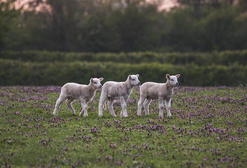 Organic Lamb
